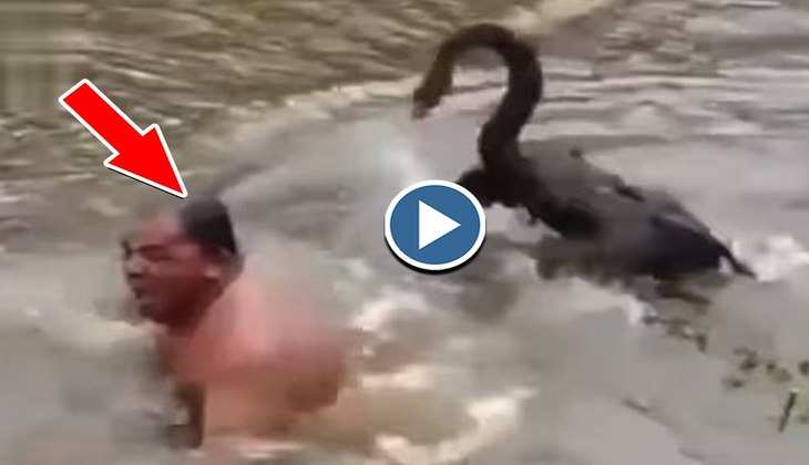 Viral Video: नदी में नहा रहे थे चचा फिर हंस ने ऐसे सही की बुद्धि तो लोग बोले-'और मजे लो', देखिए वीडियो