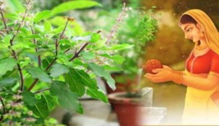 Tulsi plant: तुलसी के पौधे में दिख जाए अगर ये एक चीज, तो समझ लें अब जागने वाली है आपकी किस्मत