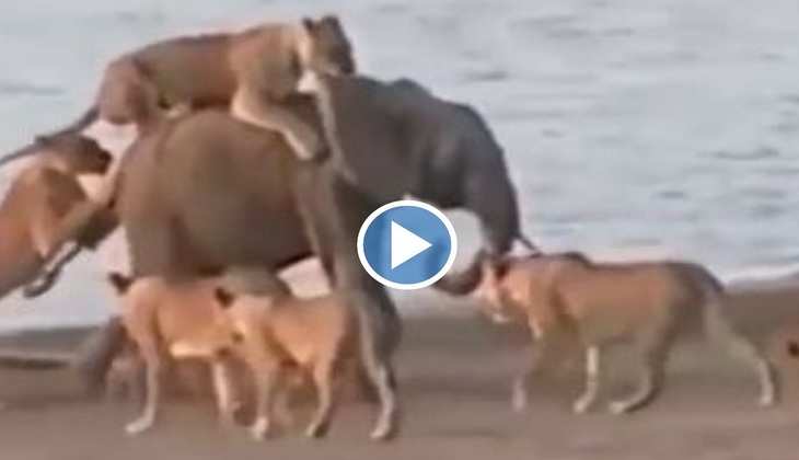 Viral Video: अरे राम! हाथी के चिपट गईं एक साथ इतनी सारी शेरनियां, देखिए फिर आगे क्या हुआ