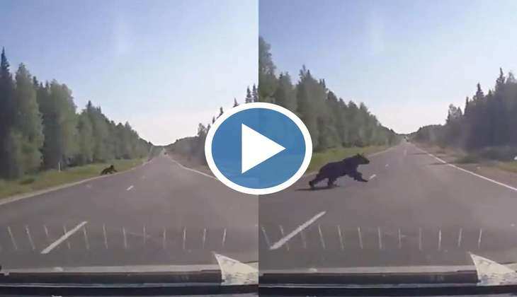 Animal Accident Video: हे भगवन! तेज़ रफ़्तार गाड़ी से टकरा गया भालू, बाद में जो हुआ देख कर उड़ जाएंगे होश