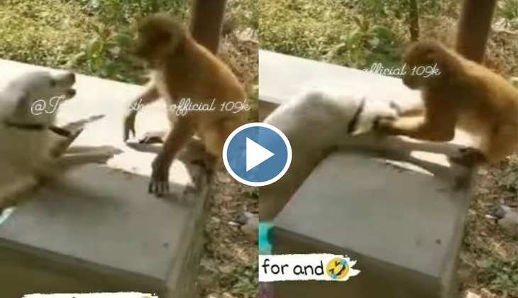 Dog Video: फर्जी रंगबाजी दिखा रहा था कुत्ता, फिर बंदर ने अकल लगा दी ठिकाने, देखिए मजेदार वीडियो