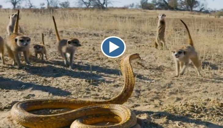 Snake Video: कोबरा को अकेला पाकर नेवलों के झुंड ने चारोओर से लिया घेर, दिल थाम के देखिए फिर क्या हुआ