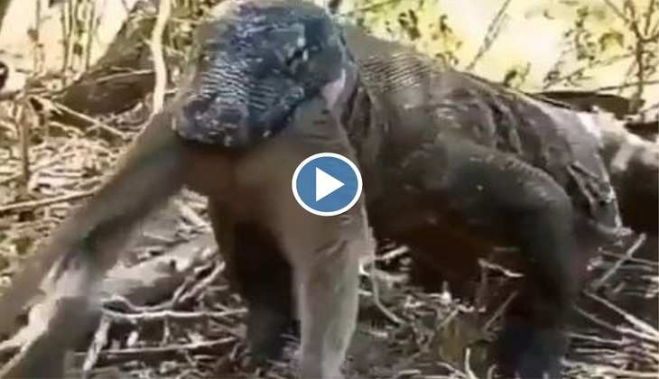 Viral Video: अरे दादा रे! बंदर को ऐसे ही कच्चा निगल गया ये खूंखार जानवर, वीडियो देख आ जाएगी घिन