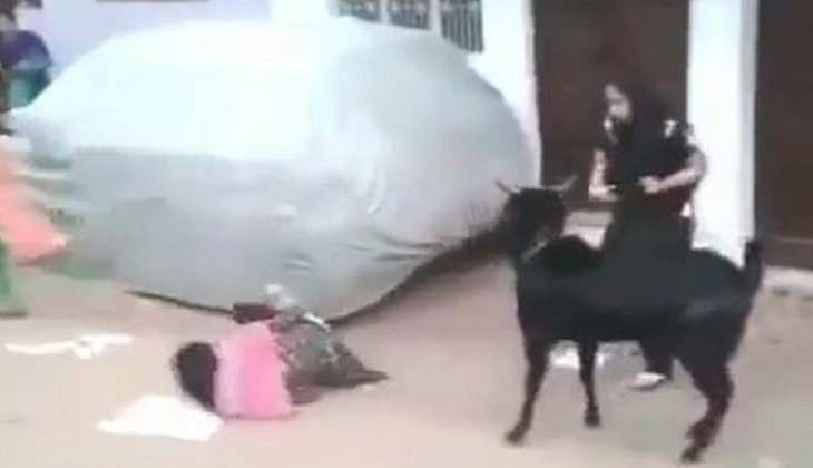 Viral Video: बकरे ने लड़की पर निकाली दुश्मनी, मिनटों में उठाकर दिया फेंक