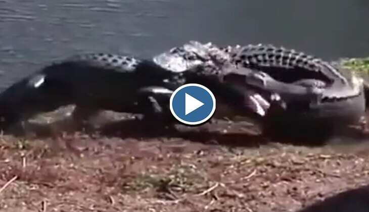 Viral Video: हाय रे! दो मगरमच्छों के बीच हुआ जमकर महासंग्राम, देखिए कैसे मची है उठावा दयमारी