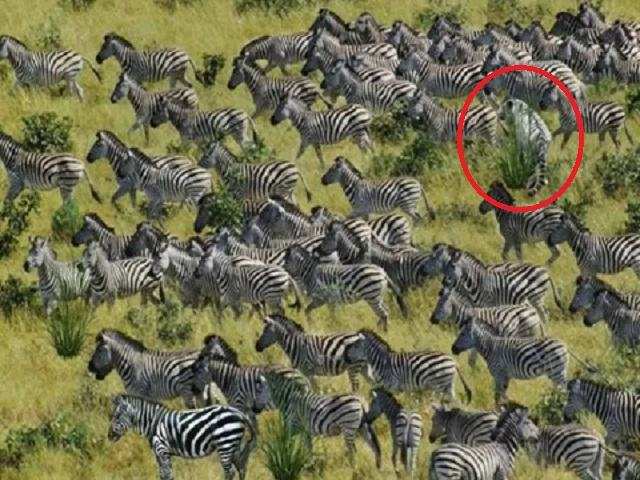 Optical Illusion: क्या आप दौड़ते हुए ज़ेब्रा के बीच छिपे हुए टाइगर को 10 सेकंड के अंदर ढूंढ सकते हैं?