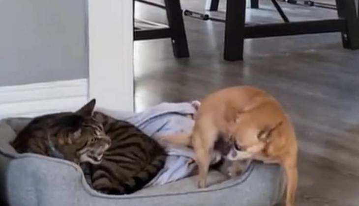 Viral video: बिल्ली के सामने खुद भीगी बिल्ली बना ये कुत्ता, देखिए ये मजेदार वीडियो