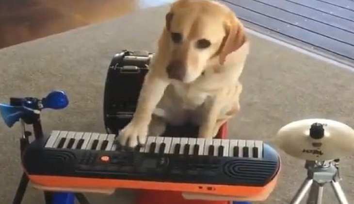 Dog Video: डॉगी ने मस्ती भरे अंदाज में बजाया पूरा Drum Set, वीडियो देख लोग बोले-'ये तो टॉमी बैंडवाला है'