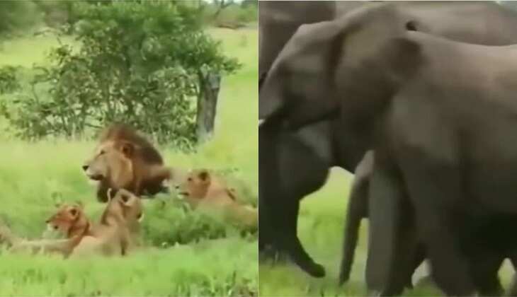 Viral Video: हाथियों का काफिला आता देख 'जंगल के राजा' की हवा हुई टाइट, देखिए कैसे भागे बब्बर शेर