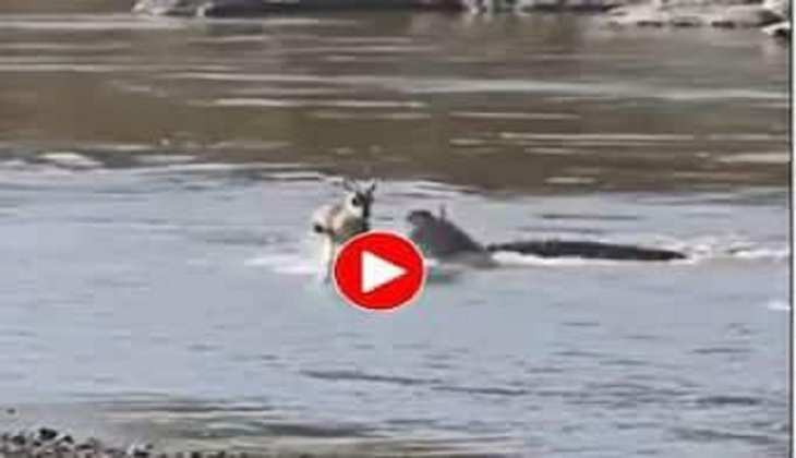 MAGARMACH KA VIDEO: देखिए क्या हुआ जब पानी पीने आये हिरणों के झुंड के सामने अचानक से आया मगरमच्छ