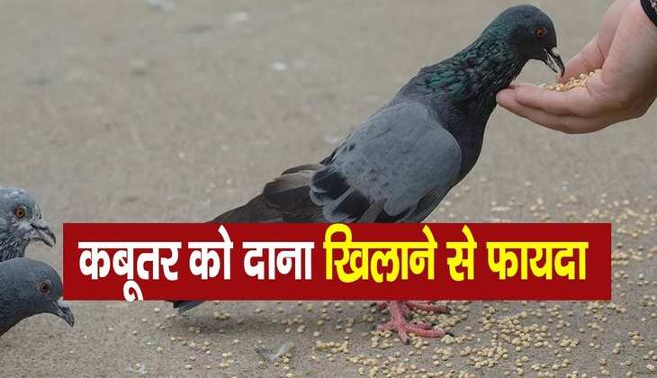 Kabutar ko dana: कबूतर को दाना डालने पर आपको मिलते हैं ये 10 लाभ, जो संवार देते हैं आपका जीवन