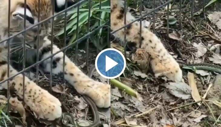 Cheetah Vs Snake Video: चीते ने सांप से बचाई मेंढक की जान, लोग बोले 'शिकारी खुद शिकार हो गया'