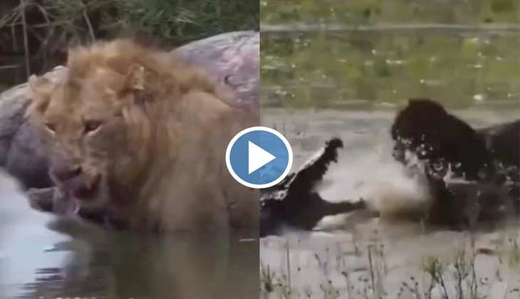 Viral Video: नदी में पानी पी रहा था शेर तभी मगरमच्छ ने खोल दिया मुंह, देखिए फिर क्या हुआ