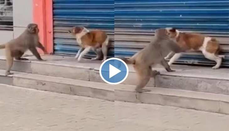 Dog Video: आराम फरमा रहे कुत्ते पर बंदर ने दिखाई अपनी दादागिरी, देखिए फिर क्या हुआ