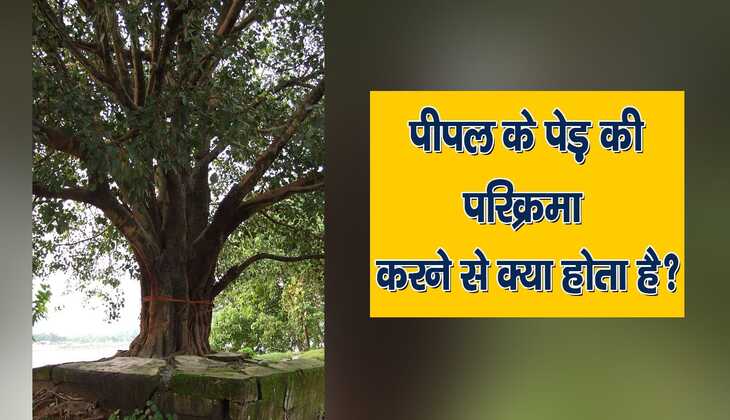 Peepal tree: पीपल के पेड़ की परिक्रमा करने से क्या होता है, जानें फायदे