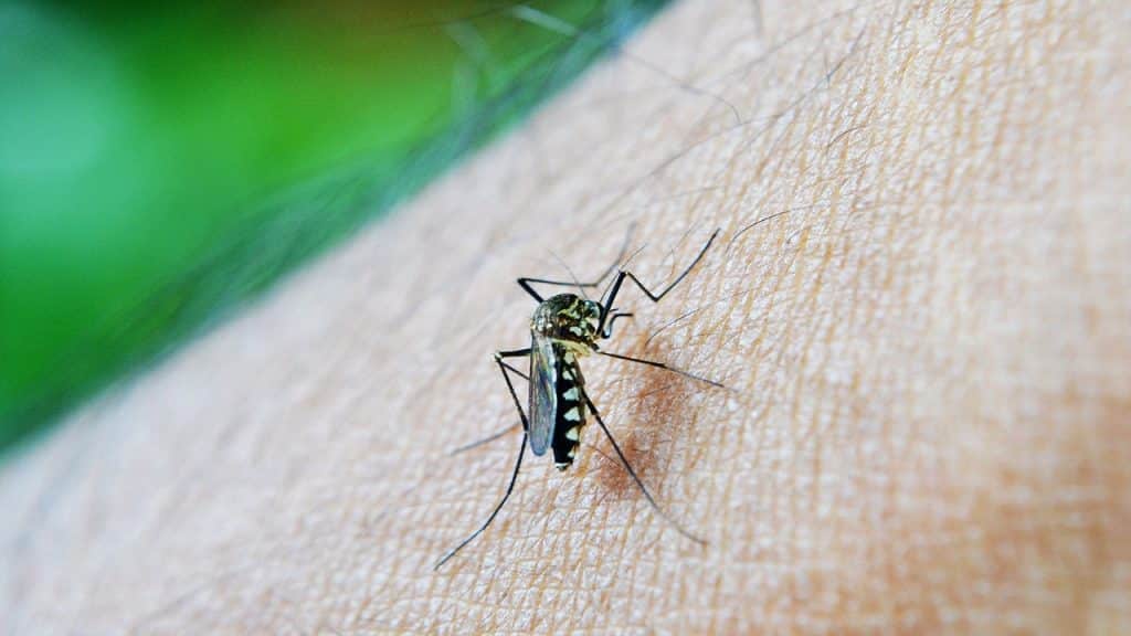 कैसे डेंगू फैलाने वाले मच्छर कीटनाशकों के प्रतिरोधी बनने के लिए विकसित होते हैं, जानें पूरी जानकारी