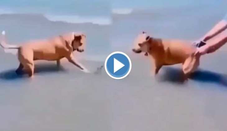 Dog Viral Video: मालिक ने अपने कुत्ते के साथ कर दिया प्रैंक, रिएक्शन देख हंसते-हंसते हो जाएंगे पागल