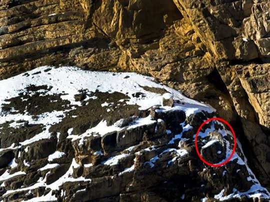 Optical Illusion: इन बर्फ से लदे पहाड़ों के बीच छिपा है एक तेंदुआ,99 प्रतिशत लोग हुए ढूंढ़ने में फेल