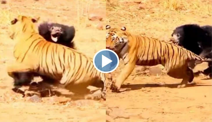 Tiger Vs Bear: भालू ने अचानक चीते के ऊपर कर दिया हमला, दोनों के बीच हुई भीषण लड़ाई, देखें जबरदस्त वीडियो