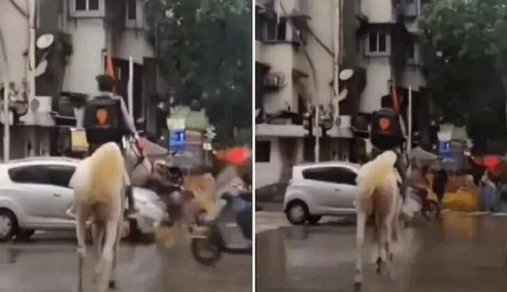 SWIGGY: अजब - गजब !भारी बारिश में घोड़ा लेकर आया खाने का सामान, जानिए क्या है पूरा माजरा?