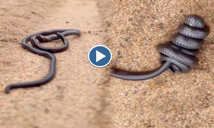Snake Video: बाप रे बाप! बड़े सांप ने छोटे से नाग का सिर रख लिया मुंह में, देखिए आगे का डरावना सीन