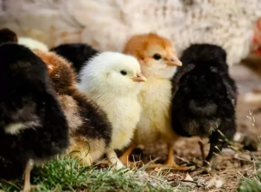 Business Idea: ये अनोखी मुर्गी साल में देती है 250 अंडे, शुरू करें इसका बिजनेस होगी तगड़ी कमाई