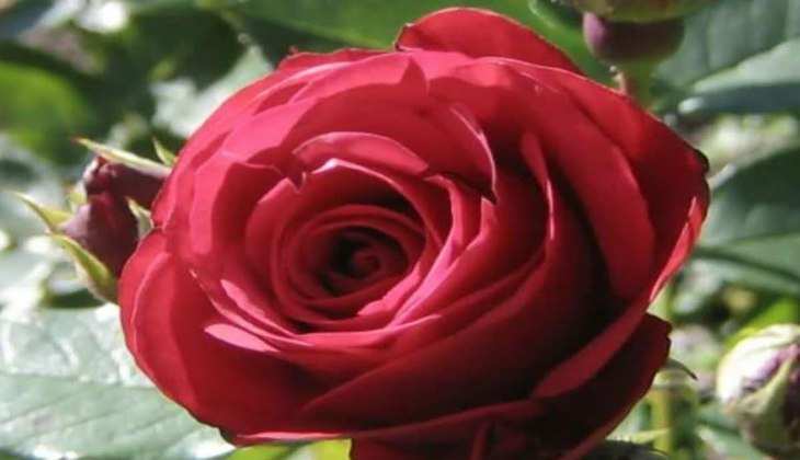 Optical Illusion: दुनिया में केवल 1 प्रतिशत लोग ही देख पाएंगे गुलाब में छुपी हुई डॉल्फिन,आपको दिखी क्या?