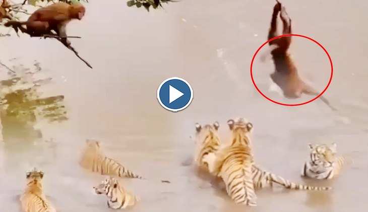 Viral Video: टाइगरों के चुंगल में पेड़ पर घिर गया बंदर, देखिए फिर कैसे जुगाड़ से बचाई जान