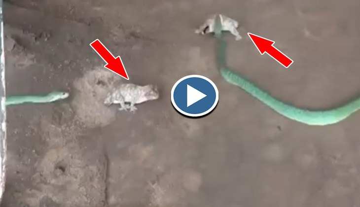 Viral Video: छिपकली से पंगा लेना सांप को पड़ा गया भारी, देखिए दोनों की धुआंधार लड़ाई