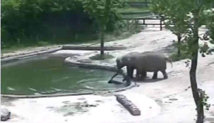 Viral Video: पानी से भरे गड्ढे में नन्हे 'हाथी' को गिरा देख दौड़ आए अन्य हाथी और फ़िर...देखें ये प्यारा वीडियो