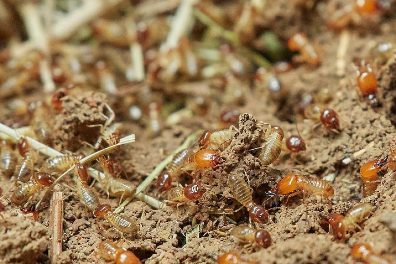 Termite Problem: अब दीमक लगने की समस्या होगी हल, ये 5 घरेलू उपाय जड़ से कर देंगे खत्म - The Vocal News Hindi