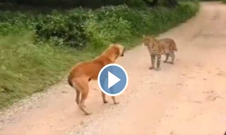 Dog Vs Leopard Video: चैन की नींद सो रहा था डॉगी, अचानक सामने आ धमका तेंदुआ, देखें फिर कैसे बचाई जान