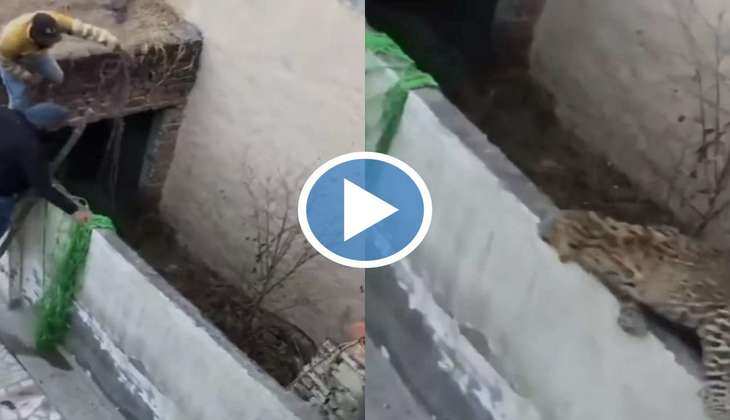 Viral Video: चीते ने बिजली की रफ्तार से आदमी पर कर दिया हमला, वीडियो देख कान हो जाएंगे खड़े
