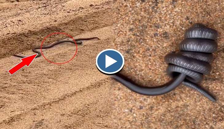 Snake Video: आपस में भिड़ गए दो काले सांप, देखिए कैसे बने एक दूसरे की जान के दुश्मन