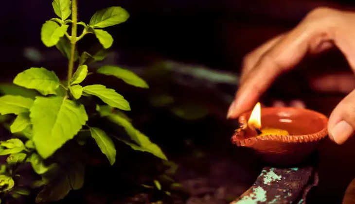 Tulsi or devi laxmi: तुलसी के पौधे के साथ जरूर लगाएं ये पौधा, हर काम में मिलेगी सफलता…