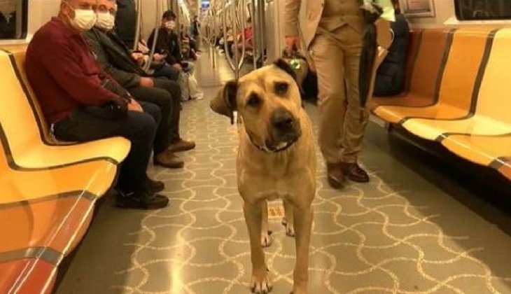 अकेले घूमने का शौकीन है ये आवारा कुत्ता, अब तक मेट्रो, बस और ट्रेन से कई जगहों पर चुका है सफर