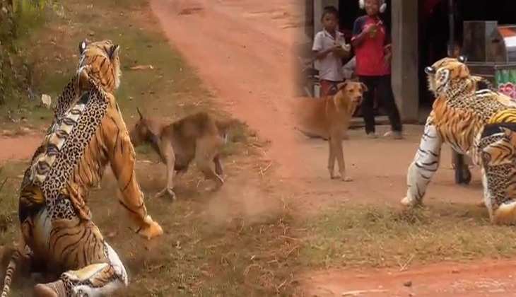 Dog Video: बाघ की वेशभूषा में इस व्यक्ति ने कुत्तों के साथ किया गंदा मजाक, देखें वीडियो