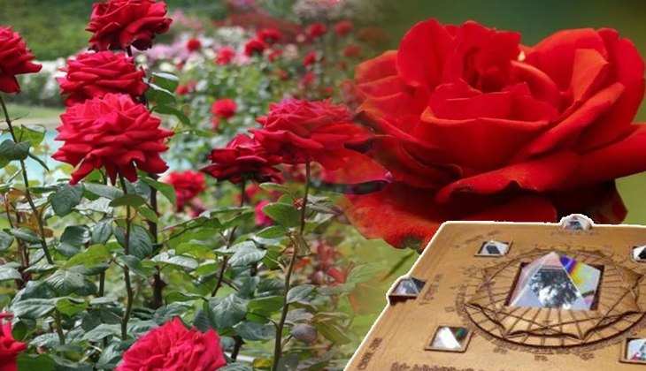 Vastu tips for rose: गुलाब का फूल है बेहद चमत्कारी, मात्र करें ये उपाय…बदल जाएगी आपकी किस्मत