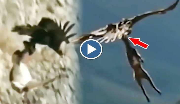 Viral Video: अरे राम! इतने भारी हिरण को लेकर हवा में उड़ गया बाज, कमजोर दिल वाले न देखें ये वीडियो