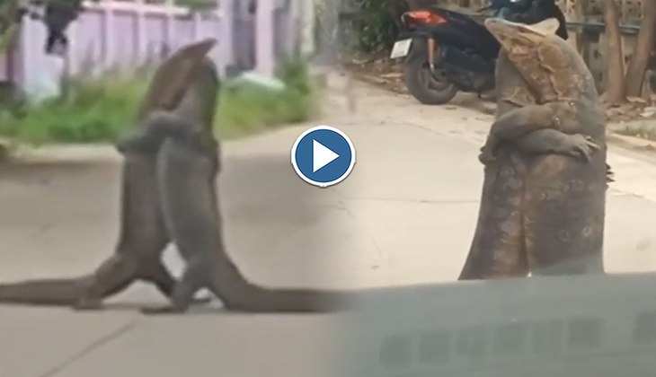 Viral Video: OMG! बीच सड़क पर दो विशाल  छिपकलियों में छिड़ गई फाइट, आधा घंटे तक लगा रहा जाम, देखिए वीडियो
