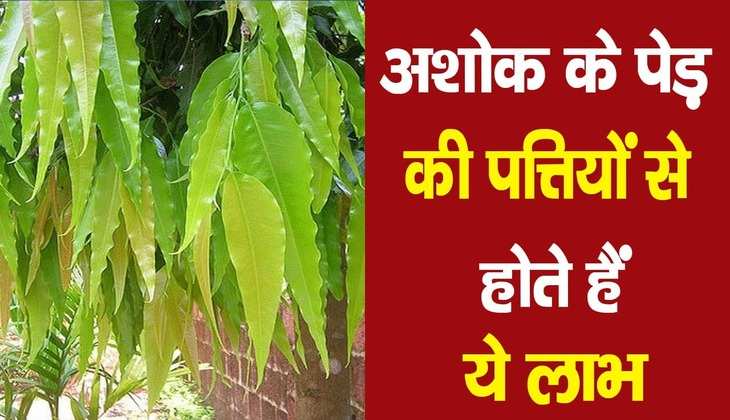 Ashoka tree: इस पेड़ की पत्तियों में छुपा है जीवन की हर परेशानी का हल, केवल इस तरह से करें प्रयोग