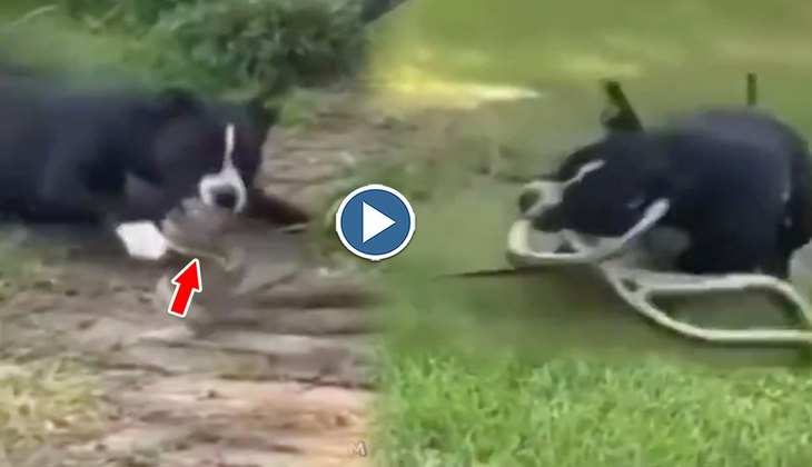 Dog Video: दईया रे! अजगर के पीछे हाथ धोकर पड़ गया पिटबुल डॉग, पहले नहीं देखी होगी ऐसी भयानक लड़ाई