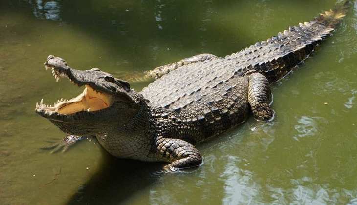 Cambodia Crocodile: खौफनाक मंजर! 40 मगरमच्छों ने एक शख्स को जिंदा चबा डाला, जानें पूरी घटना