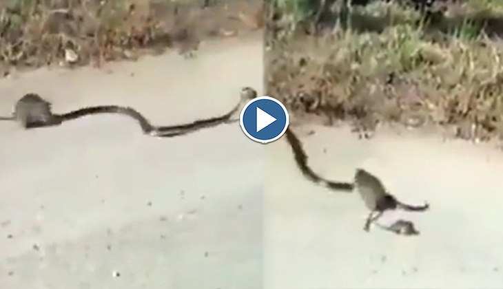 Viral Video: बाप रे! चूहे के बच्चे को उठा ले जा रहा था सांप, तभी मां चुहिया ने नाग की लगा दी लंका, देखिए वीडियो