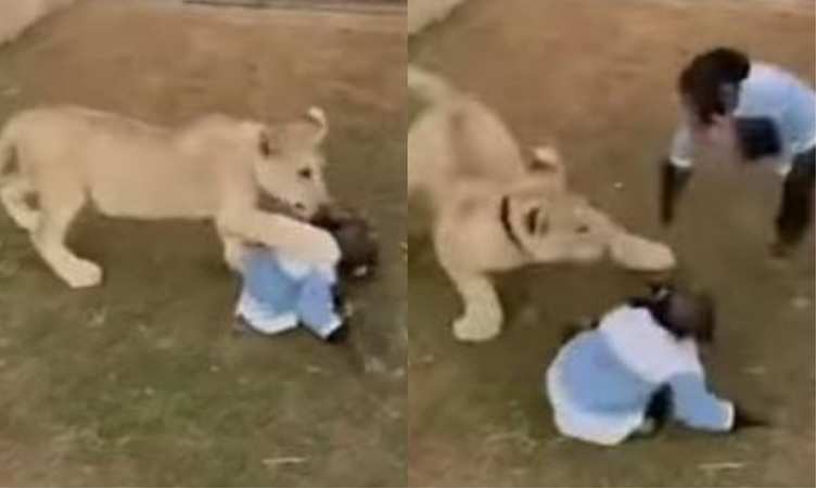 Viral Video: शेर ने चिंपैंजी के बच्चे पर कर दिया हमला फिर मां ने ऐसे बचाया, देखें वीडियो