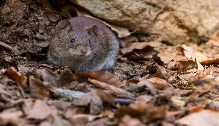 हैरान: ऑस्ट्रेलिया में आसमान से हुई 'चूहों की बारिश', वीडियो हुआ वायरल