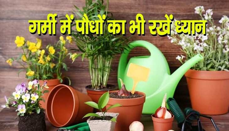 Plant Care Tips: गर्मी में पौधों का रखें ध्यान, सीखिए ठंडी और ऑर्गेनिक खाद बनाना, जिनसे सुरक्षित रहेंगे आपके ट्री