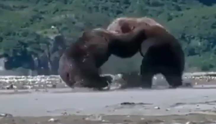 Viral Video: एक मछली के चक्कर में भिड़ गए दो भालू, कभी नहीं देखी होगी ऐसी लड़ाई