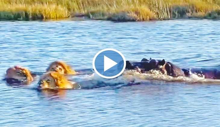 Viral Video: नदी पार कर रहे थे तीन बब्बर शेर तभी हिप्पो ने किया जोरदार अटैक, देखिए फिर आगे क्या हुआ