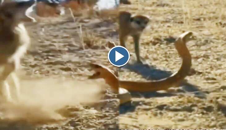Snake Video: कोबरा सांप और नेवले के बीच हुई भयंकर वाली लड़ाई, देखिए किसने किसे चटाई धूल